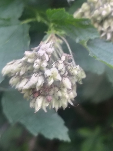 Physocarpus intermedius, photograph 2