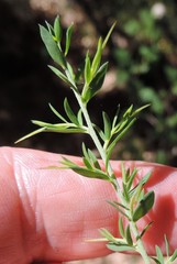 Genista anglica