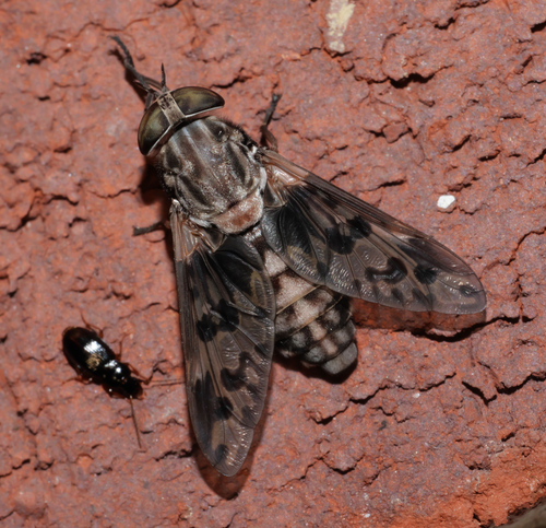 Tabanus venustus photo 5