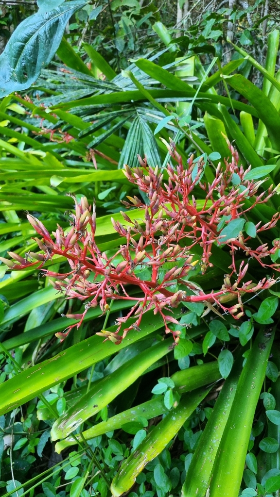 Aechmea amicorum (Aechmea amicorum)