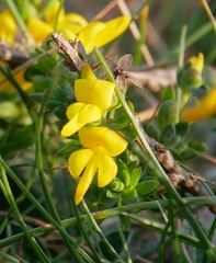 Cytisus scoparius