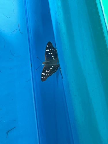 Lesser Purple Emperor