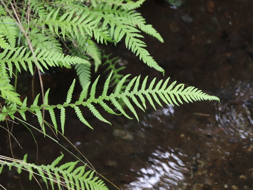Phegopteris decursive-pinnata, photograph 4
