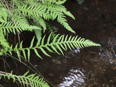 Phegopteris decursive-pinnata, photograph author not stated, no rights reserved