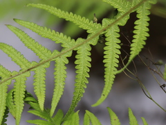 Phegopteris decursive-pinnata, photograph author not stated, no rights reserved
