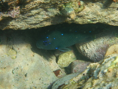 Microspathodon dorsalis