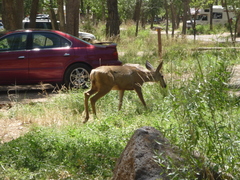 Odocoileus hemionus