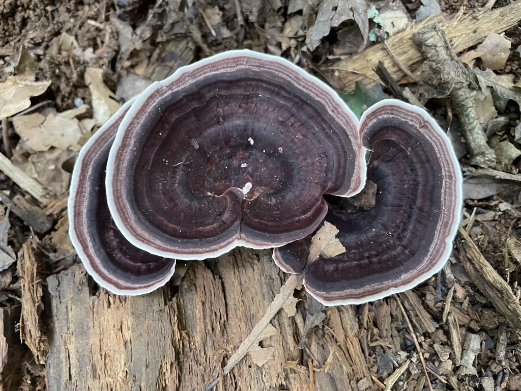 Nigroporus vinosus · June 2026 · photo: Photo: (c) lejones417, some rights reserved (CC BY-SA) · iNaturalist