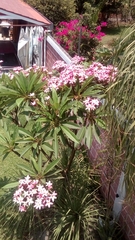 Plumeria rubra