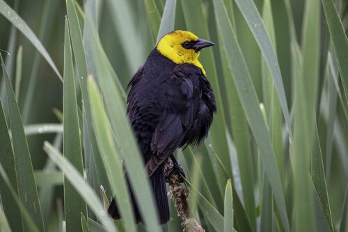Yellow-headed Blackbird
