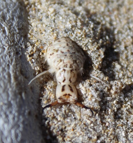 Synclisis baetica