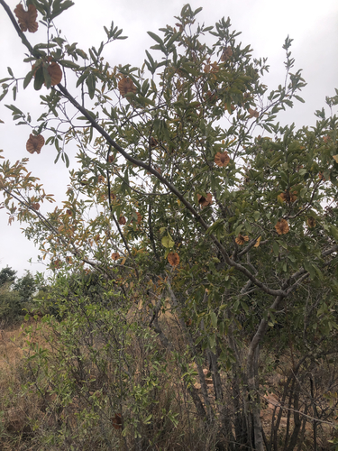 Combretum zeyheri, photograph 2