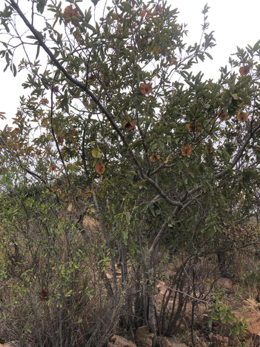 Combretum zeyheri, photograph 1