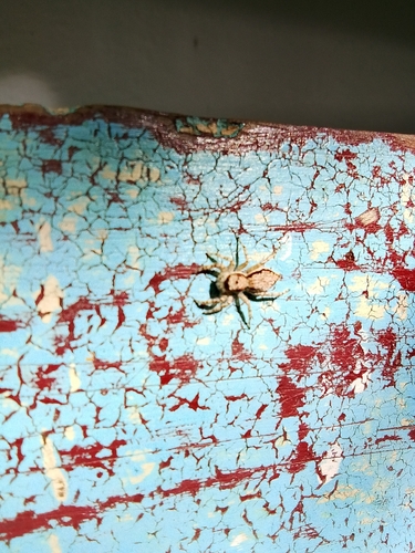 Gray Wall Jumping Spider