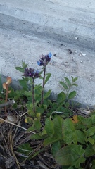 Anchusa arvensis orientalis
