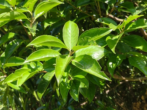 Symplocos cochinchinensis observed 2026-06-23