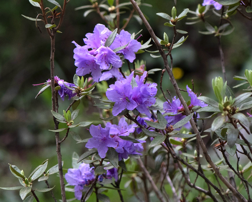 Rhododendron capitatum