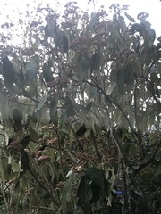 Viburnum rhytidophyllum