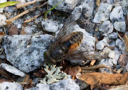Hybomitra nitidifrons