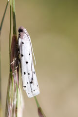 Myelois circumvoluta