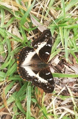 Cymothoe alcimeda alcimeda