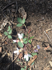 Cardamine angustata