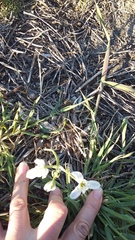 Ornithogalum navaschinii