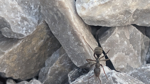 Japanese Wood Ant