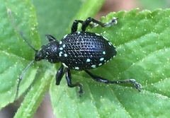 Otiorhynchus gemmatus