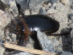 Hydaticus aruspex