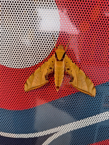 Streaked Sphinx