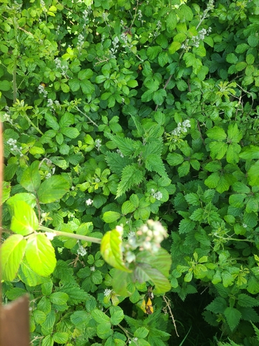 great stinging nettle