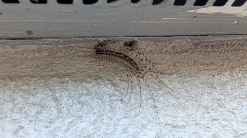 Japanese House Centipede