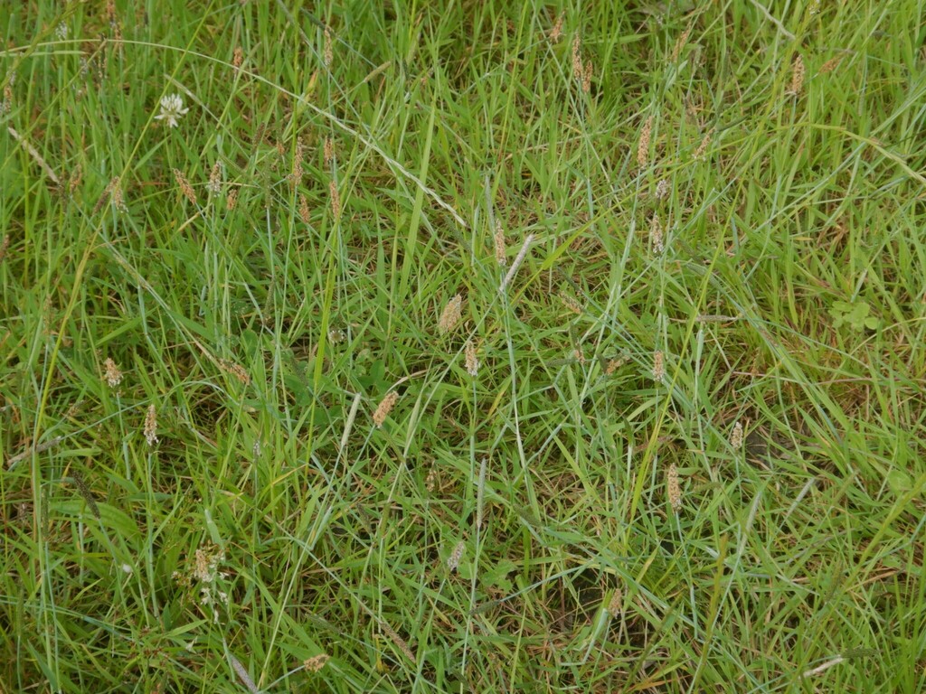 Alopecurus geniculatus; photograph author not stated, no rights reserved