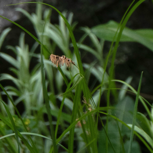 Carex scabrirostris
