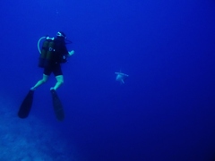 Scalloped Hammerhead Shark
