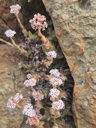 Crassula inopina
