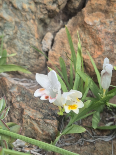 Fragrant Kammetjie