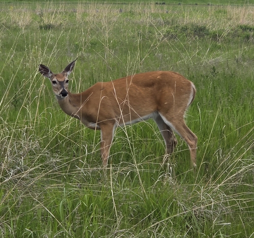 White-tailed Deer