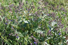 Anchusa stylosa