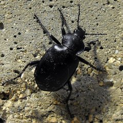 Calosoma simplex