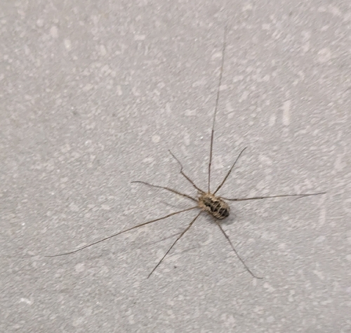 European Harvestman