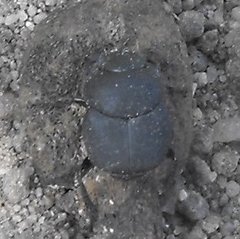 Boreocanthon simplex