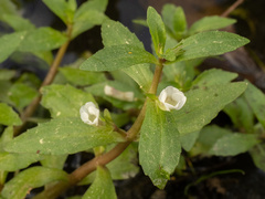 Gratiola virginiana, photograph (c) Turner Brockman, some rights reserved (CC BY-SA)