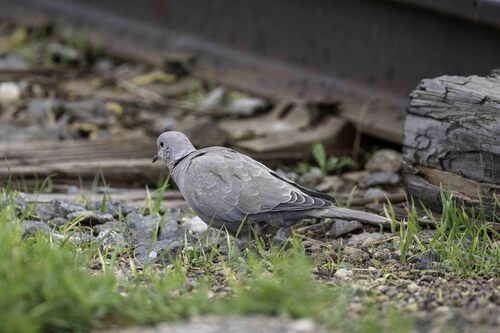 Eurasian Collared-Dove