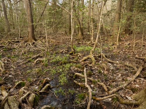 Gratiola virginiana, photograph 6