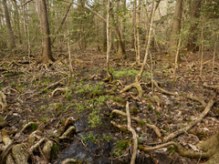 Gratiola virginiana, photograph (c) Turner Brockman, some rights reserved (CC BY-SA)