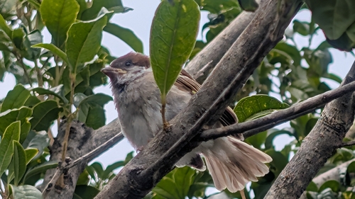 Eurasian Tree Sparrow