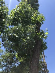 Liquidambar styraciflua