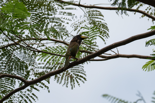 Great Barbet